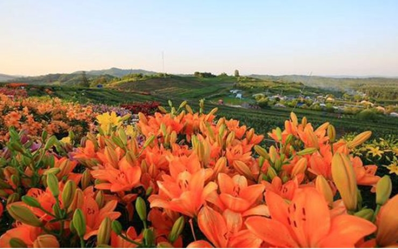 熱力開走！第七屆百合文化旅游節(jié)“百合之路”徒步大會舉行